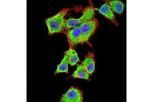 Immunofluorescence (IF) image for anti-14-3-3 alpha + beta (YWHAB) (AA 1-246) antibody (ABIN5542549)