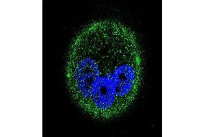Confocal immunofluorescent analysis of PK15 Antibody (ABIN659038 and ABIN2838052) with MCF-7 cell followed by Alexa Fluor® 488-conjugated goat anti-mouse lgG (green). (MAPK15 抗体)