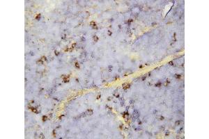Anti-CXCL16 antibody, IHC(P): Mouse Spleen Tissue (CXCL16 抗体  (Middle Region))