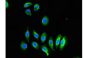 Immunofluorescent analysis of A549 cells using ABIN7148816 at dilution of 1:100 and Alexa Fluor 488-congugated AffiniPure Goat Anti-Rabbit IgG(H+L) (CREB3L1 抗体  (AA 396-500))