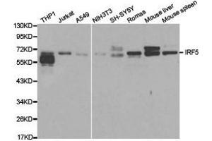 Western Blotting (WB) image for anti-Interferon Regulatory Factor 5 (IRF5) antibody (ABIN1873273) (IRF5 抗体)