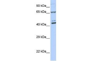 Western Blotting (WB) image for anti-Zinc Finger Protein 324 (ZNF324) antibody (ABIN2458273) (ZNF324 抗体)