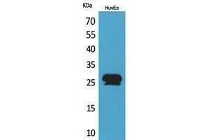 Western Blotting (WB) image for anti-Calcyclin Binding Protein (CACYBP) (C-Term) antibody (ABIN3178416) (CACYBP 抗体  (C-Term))