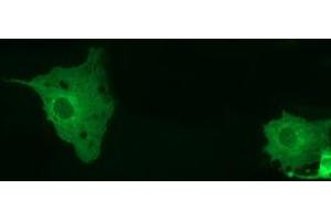 Immunofluorescence (IF) image for anti-Myotubularin Related Protein 14 (MTMR14) antibody (ABIN1499586) (MTMR14 抗体)
