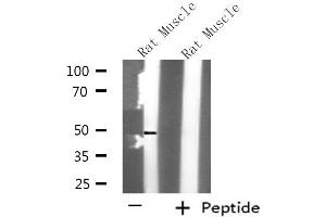 Western blot analysis of extracts from Rat muscle, using KCNK12 antibody. (KCNK12 抗体  (N-Term))