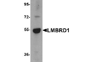 Western Blotting (WB) image for anti-LMBR1 Domain Containing 1 (LMBRD1) (C-Term) antibody (ABIN1030488) (LMBRD1 抗体  (C-Term))