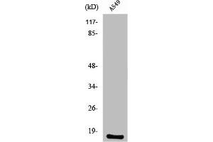 Western Blot analysis of A549 cells using PGE synthase Polyclonal Antibody (Prostaglandin E Synthase 抗体  (Internal Region))