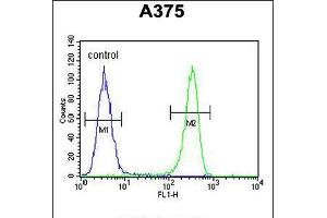 Flow cytometric analysis of A375 cells (right histogram) compared to a negative control cell (left histogram). (Desmocollin 1 抗体  (C-Term))