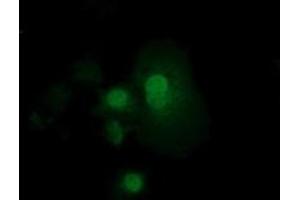 Anti-RND1 mouse monoclonal antibody (ABIN2453602) immunofluorescent staining of COS7 cells transiently transfected by pCMV6-ENTRY RND1 (RC205535). (RND1 抗体)