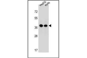 Western blot analysis of Erlin-1 Antibody  in HepG2, A549 cell line lysates (35ug/lane). (ERLIN1 抗体  (Middle Region))