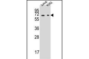 DPYS Antibody (C-term) (ABIN657357 and ABIN2846407) western blot analysis in Jurkat,K562 cell line lysates (35 μg/lane). (DPYS 抗体  (C-Term))