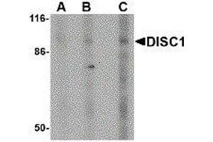 Western Blotting (WB) image for anti-Disrupted in Schizophrenia 1 (DISC1) antibody (ABIN2473343) (DISC1 抗体)