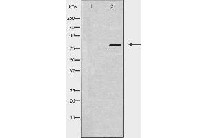 Western blot analysis of extracts from 3T3 cells using USP44 antibody. (USP44 抗体  (Internal Region))