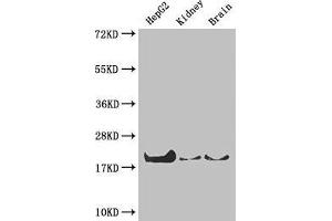 Western Blot Positive WB detected in: HepG2 whole cell lysate, Mouse kidney tissue, Mouse brain tissue All lanes: PPIA antibody at 4 μg/mL Secondary Goat polyclonal to rabbit IgG at 1/50000 dilution Predicted band size: 19, 12 kDa Observed band size: 19 kDa (PPIA 抗体  (AA 1-165))