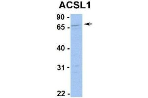 Western Blotting (WB) image for anti-Acyl-CoA Synthetase Long-Chain Family Member 1 (Acsl1) (C-Term) antibody (ABIN2777590)