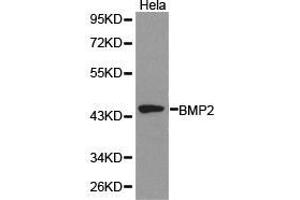 Western Blotting (WB) image for anti-Bone Morphogenetic Protein 2 (BMP2) antibody (ABIN1871311) (BMP2 抗体)