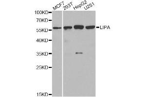 Western blot analysis of extracts of various cell lines, using LIPA antibody. (Lipase A 抗体  (AA 110-399))