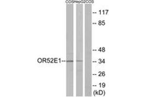 Western blot analysis of extracts from COS7/HepG2 cells, using OR52E1 Antibody. (OR52E1 抗体  (AA 201-250))