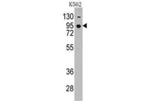 Image no. 1 for anti-Cadherin 7 (CDH7) (AA 63-92), (N-Term) antibody (ABIN356983) (Cadherin 7 抗体  (N-Term))