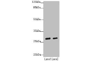 Western blot All lanes: KLF9antibody at 4. (KLF9 抗体  (AA 1-150))