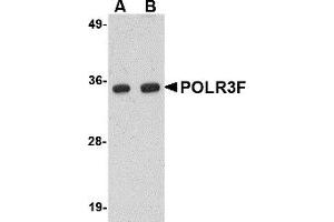 Western Blotting (WB) image for anti-Polymerase (RNA) III (DNA Directed) Polypeptide F, 39 KDa (POLR3F) (N-Term) antibody (ABIN1031522) (POLR3F 抗体  (N-Term))