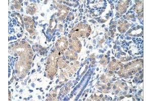 Image no. 1 for anti-Forkhead Box R2 (FOXR2) (AA 82-131) antibody (ABIN203387) (FOXR2 抗体  (AA 82-131))