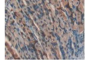 IHC-P analysis of Mouse Stomach Tissue, with DAB staining. (GPX4 抗体  (AA 74-197))
