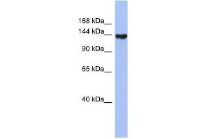 WB Suggested Anti-SYNJ2 Antibody Titration:  0. (Synaptojanin 2 抗体  (N-Term))