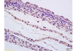 Formalin-fixed and paraffin embedded mouse embryo labeled with Rabbit Anti SHC Polyclonal Antibody, Unconjugated  at 1:200 followed by conjugation to the secondary antibody and DAB staining