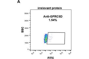 Expi 293 cell line transfected with irrelevant protein (A) and human GPRC5D (B) were surface stained with Rabbit anti-GPRC5D monoclonal antibody 1 μg/mL (clone: DM89) followed by Alexa 488-conjugated anti-rabbit IgG secondary antibody. (GPRC5D 抗体  (AA 1-27))