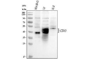 Western blot analysis of CD63 using anti-CD63 antibody (ABIN3043395).