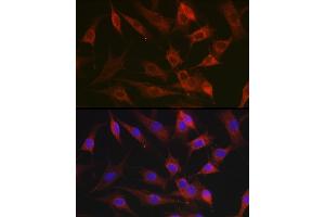 Immunofluorescence analysis of NIH-3T3 cells using CX3CL1 Rabbit pAb (ABIN6129035, ABIN6139265, ABIN6139266 and ABIN6218481) at dilution of 1:100 (40x lens). (CX3CL1 抗体  (AA 365-397))