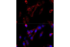 Western blot analysis of extracts of C6 cells, using KMT2A Rabbit pAb  at 1:1000 dilution. (MLL/KMT2A 抗体)