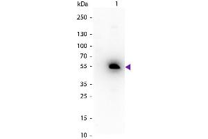 Western blot of Peroxidase conjugated Rabbit Anti-Mouse IgG1 (Gamma 1 chain) secondary antibody.