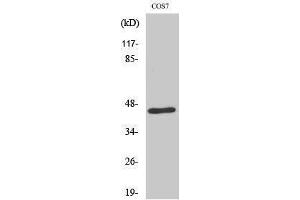 Western Blotting (WB) image for anti-E2F4/E2F5 (E2F4/5) (Internal Region) antibody (ABIN3184380) (E2F4/E2F5 (E2F4/5) (Internal Region) 抗体)