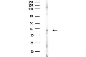 anti-Trace Amine Associated Receptor 1 (TAAR1) (Internal Region) antibody