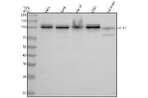 Western blot analysis of KIF23 using anti-KIF23 antibody (ABIN7605565).