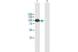 Western Blot analysis of SRPK1 expression in transfected 293T cell line by SRPK1 MaxPab polyclonal antibody. (SRPK1 抗体  (AA 1-655))