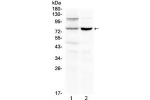 Western blot testing of 1) rat liver and 2) mouse kidney lysate with Dishevelled 2 antibody at 0. (DVL2 抗体  (AA 35-64))
