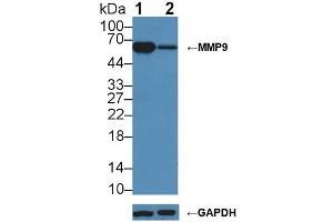 Western blot analysis of (1) Wild-type Jurkat cell lysate, and (2) MMP9 knockout Jurkat cell lysate, using Rabbit Anti-Mouse MMP9 Antibody (1 µg/ml) and HRP-conjugated Goat Anti-Mouse antibody ( (MMP 9 抗体  (AA 225-390))