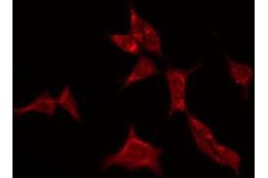 ABIN6275137 staining HepG2 by IF/ICC. (GABRA4 抗体  (N-Term))
