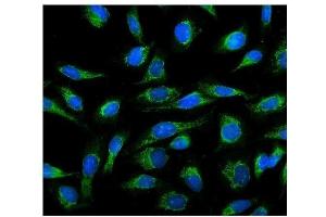 IF analysis of Cyclophilin B using anti-Cyclophilin B antibody (ABIN5519055). (PPIB 抗体  (AA 158-216))