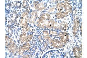 UROD antibody was used for immunohistochemistry at a concentration of 4-8 ug/ml to stain Epithelial cells of renal tubule (arrows) in Human Kidney. (UROD 抗体  (N-Term))