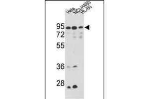 Western blot analysis of IT Antibody (Center) (ABIN389477 and ABIN2839539) in Hela, NCI-, CEM cell line lysates (35 μg/lane). (IMMT 抗体  (AA 438-467))