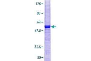 Image no. 1 for Tumor Necrosis Factor Receptor Superfamily, Member 13C (TNFRSF13C) (AA 1-184) protein (GST tag) (ABIN1323160)