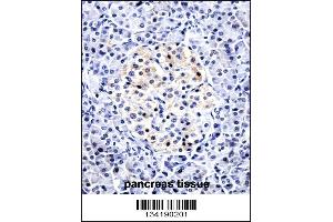 CCL15 Antibody immunohistochemistry analysis in formalin fixed and paraffin embedded human pancreas tissue followed by peroxidase conjugation of the secondary antibody and DAB staining. (CCL15 抗体  (C-Term))
