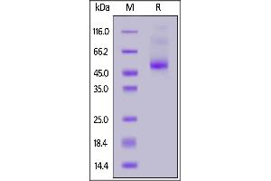 Biotinylated Human IL-13 R alpha 2, His,Avitag on  under reducing (R) condition. (IL13RA2 Protein (AA 27-343) (His tag,AVI tag,Biotin))