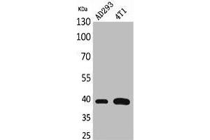 Western Blot analysis of AD293, 4T1 cells using Troponin T-C Polyclonal Antibody.