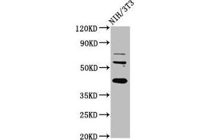 Western Blot Positive WB detected in: NIH/3T3 whole cell lysate All lanes: RBFOX2 antibody at 6 μg/mL Secondary Goat polyclonal to rabbit IgG at 1/50000 dilution Predicted band size: 42, 41, 38, 40, 48, 44 kDa Observed band size: 42 kDa (RBM9 抗体  (AA 8-110))