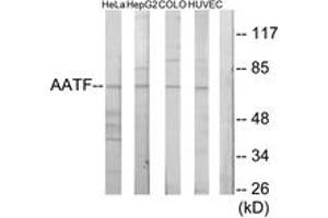 Western blot analysis of extracts from HeLa cells/HepG2 cells/COLO205 cells/HuvEc cells, using AATF Antibody. (AATF 抗体  (AA 10-59))